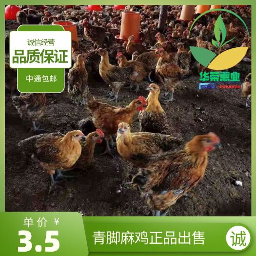 南宁大种青脚麻鸡苗，适应性强，生长速度快抗病性强，品质保证！