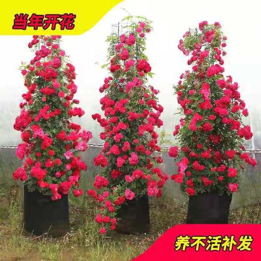 木香花  黄木香苗红木香苗白木香苗可做拱门公园庭院浓香型爬藤