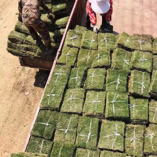 广饶县真草坪带土草皮四季青马尼拉果岭草百慕大剪股颖绿化工程别墅庭院