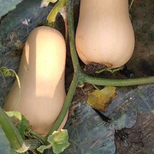 资阳阿根廷奶油南瓜