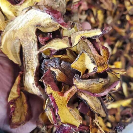 汶川县黄牛肝菌，