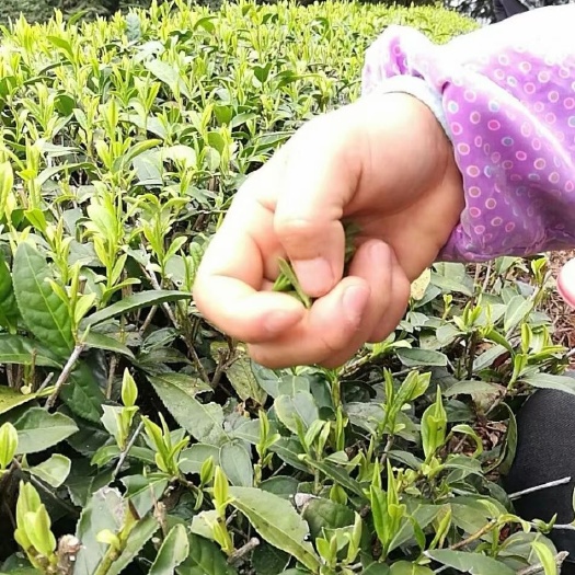 深圳 蜜香金骏眉