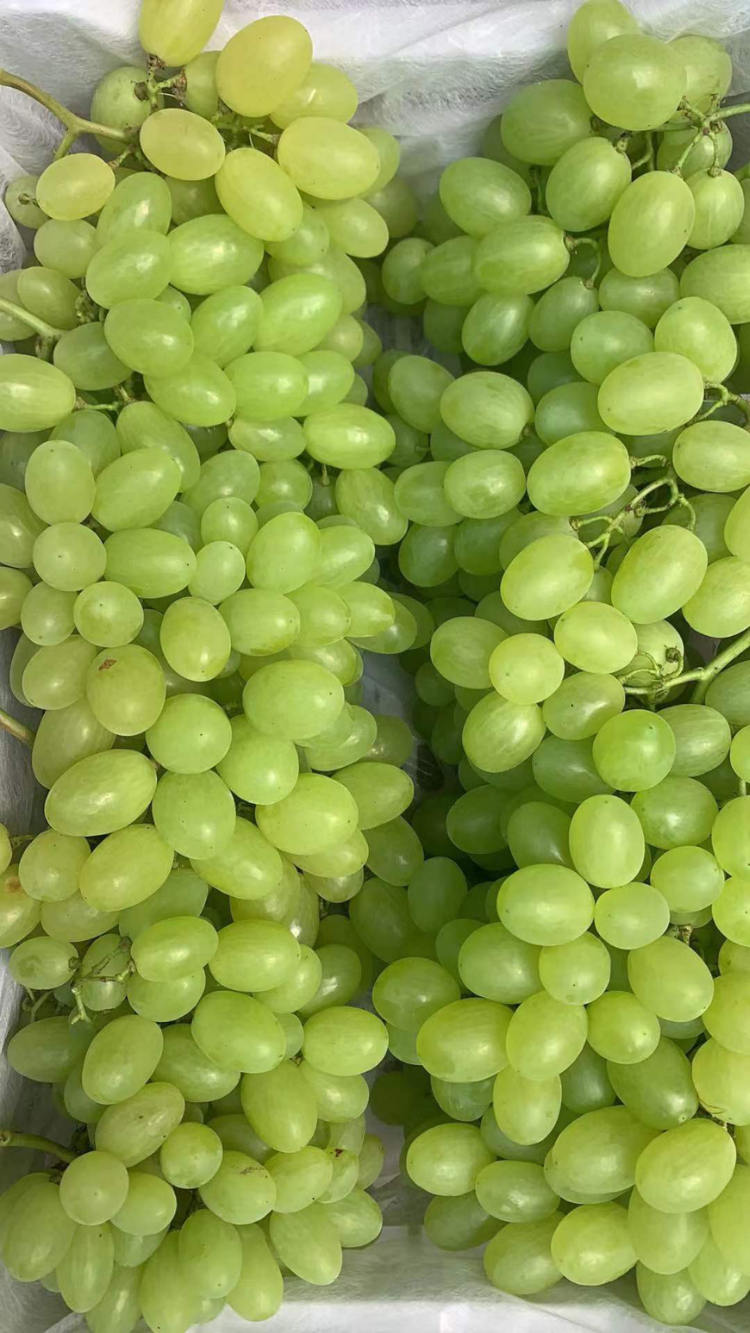  葡萄丰收了丰收了，利润可观……您可以来了老板。