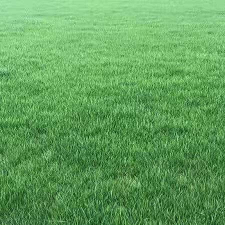 仁寿县草地早熟禾 大量出售混播草坪