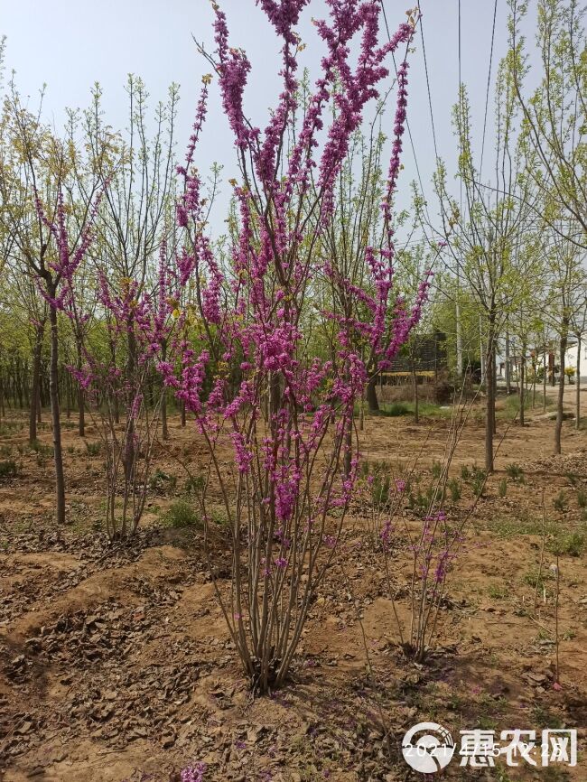 紫荆、丛生紫荆4分枝、大棵紫荆、定州紫荆、河北紫荆出售