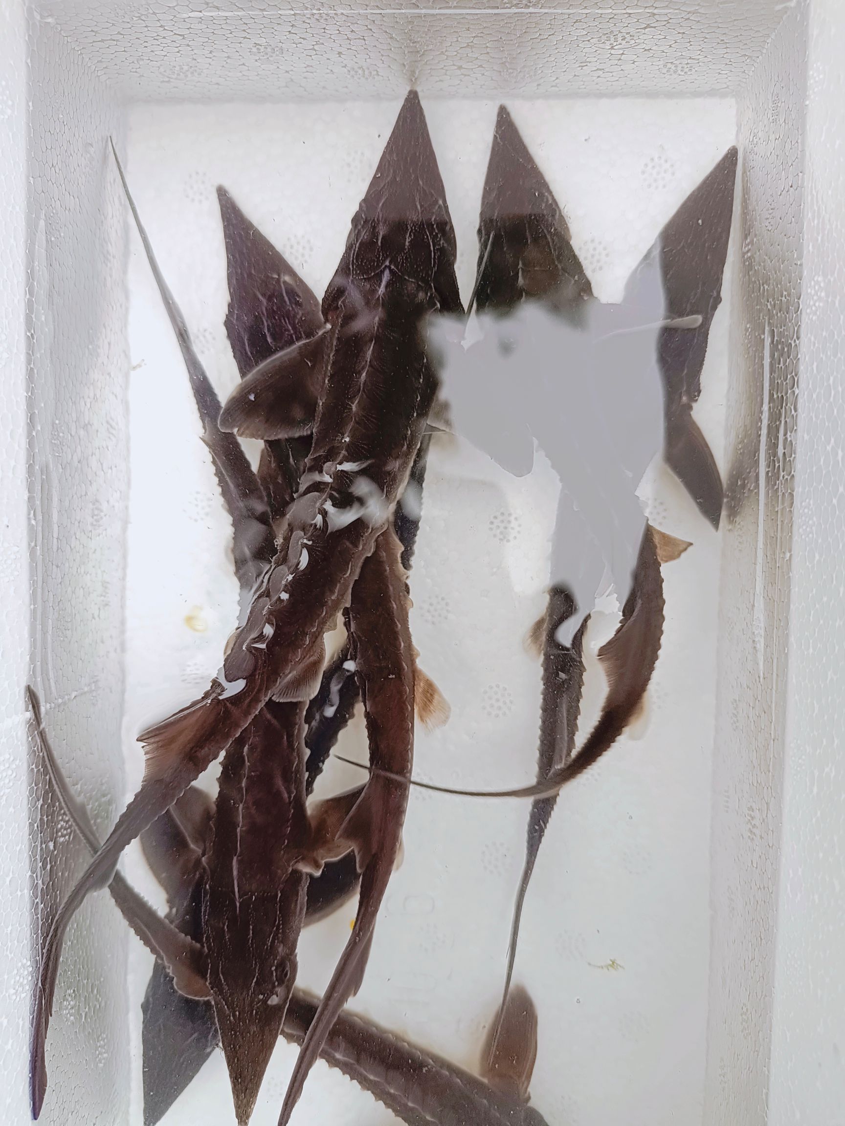 鲟龙鱼苗  大规格寻鱼苗  尖嘴寻鱼苗  杂交寻鱼苗