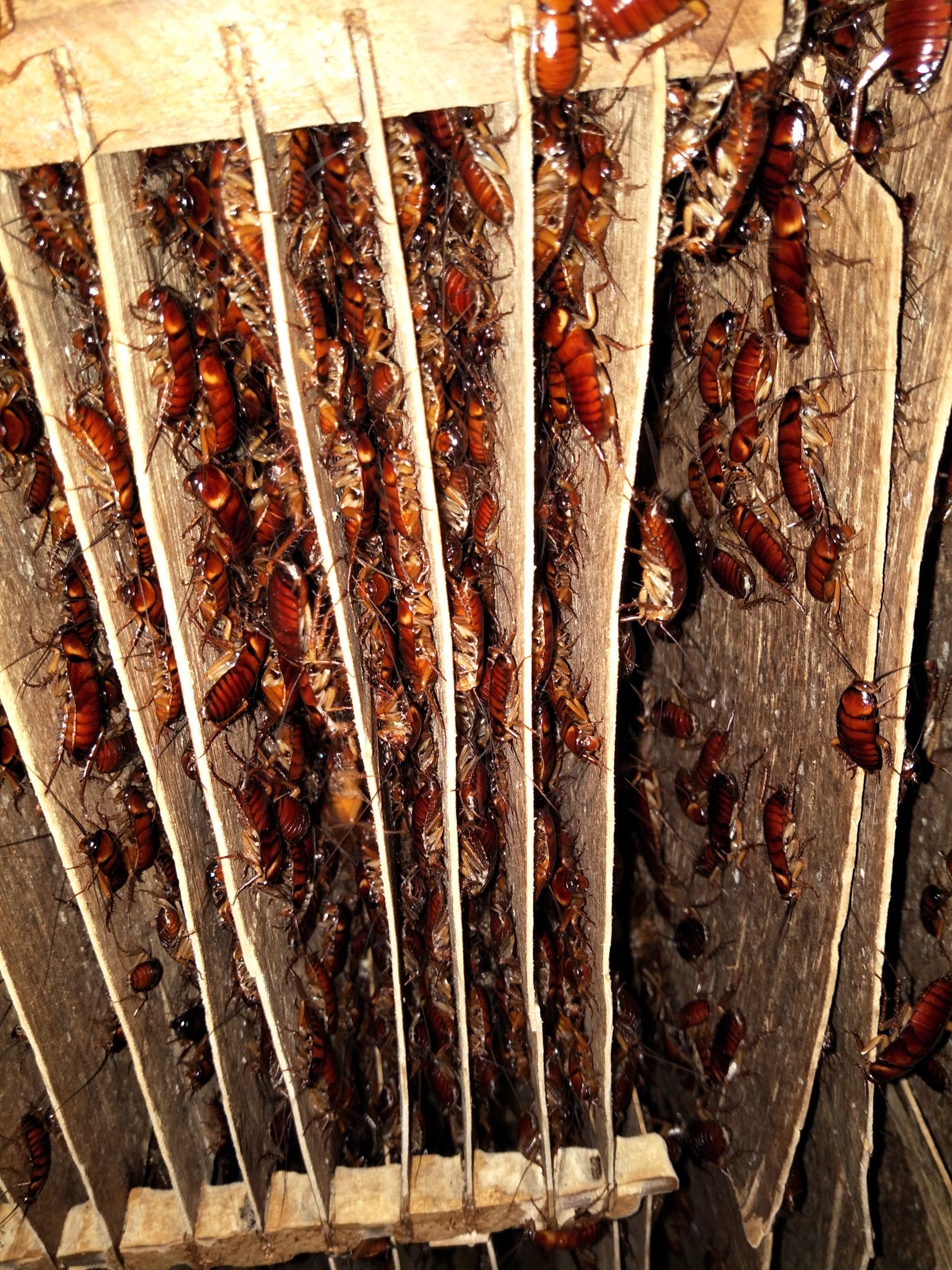 美洲大蠊  蟑螂养殖活体种苗蟑螂种苗批发