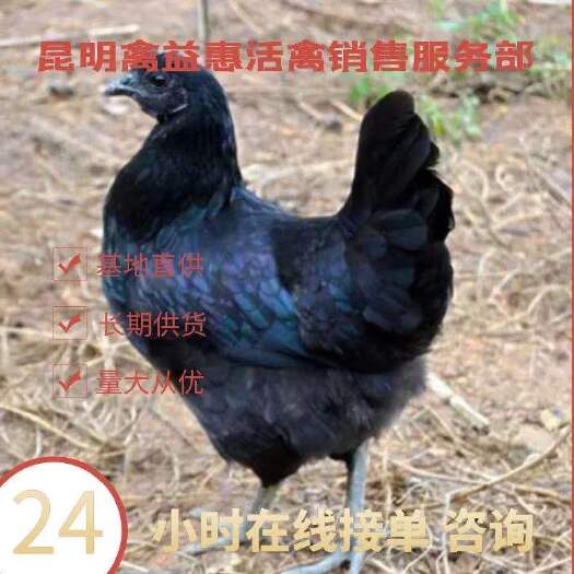 昆明云南正宗五黑一绿壳鸡苗，已打疫苗正品，一对一技术服务！