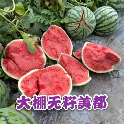 夏邑县 8424麒麟西瓜
