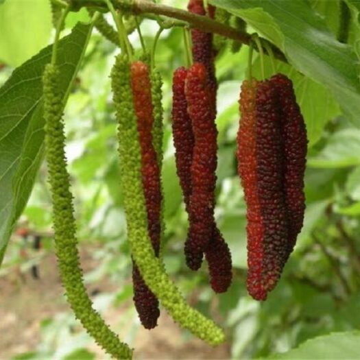 灵山县 桑葚树苗嫁接长果桑苗大果桑苗南北方种植当年结果