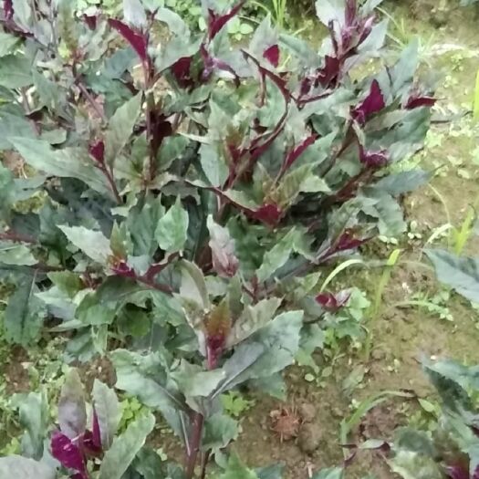 南宁紫背天葵 紫贝菜