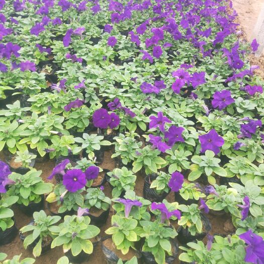 青州市矮牵牛 牵牛花