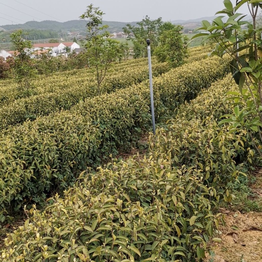 信阳毛尖茶  《茶都》牌信阳毛尖