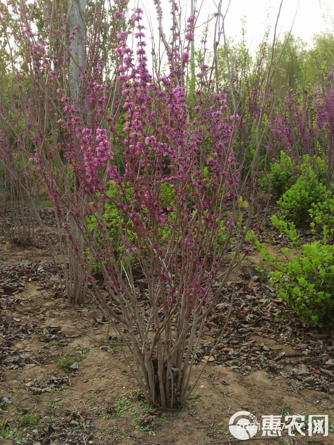 紫荆、丛生紫荆4分枝、大棵紫荆、定州紫荆、河北紫荆出售