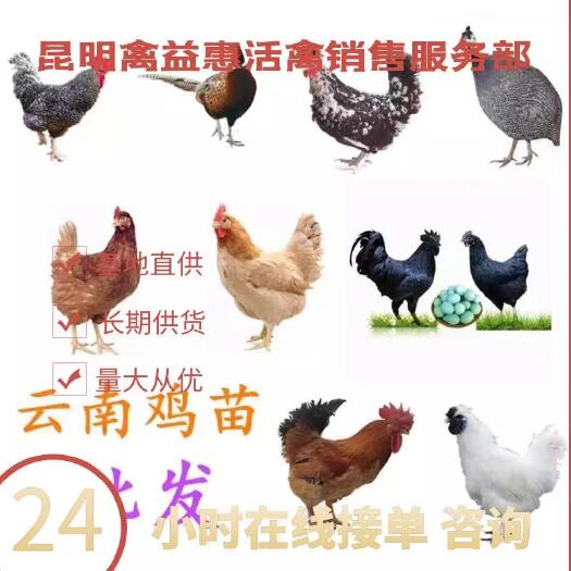 昆明土鸡苗  云南各种鸡苗,鸭苗,鹅苗及脱温苗销售，一对一技术咨询服务