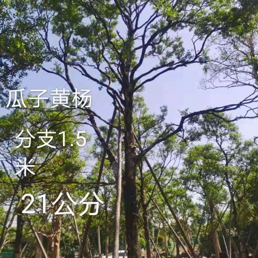 昆明瓜子黄杨