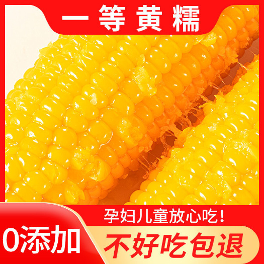 梨树县（一等）东北糯玉米真空包装软糯微甜