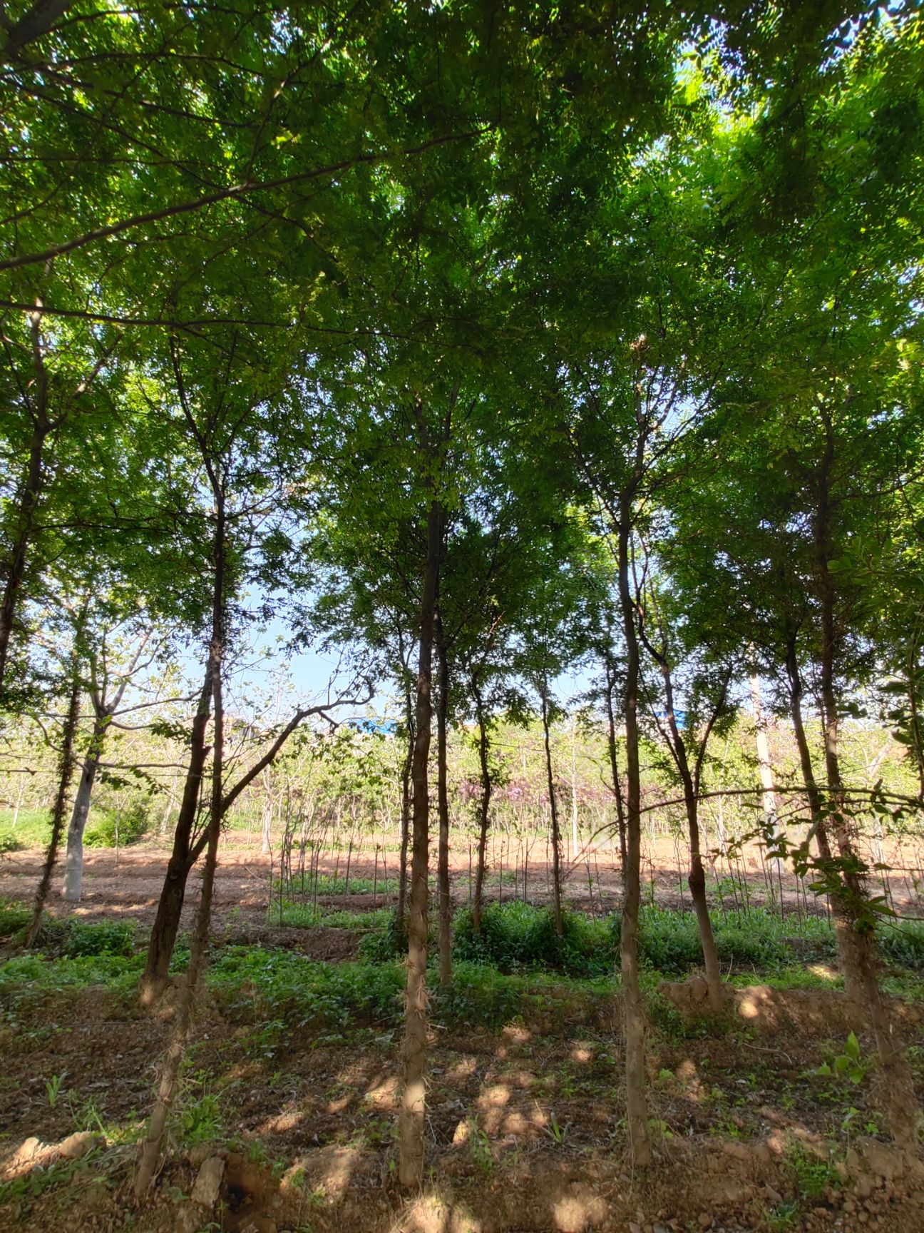 大刺皂角树  皂角树