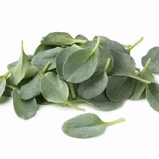 山野菜  生蚝叶，牡蛎叶新特菜野菜