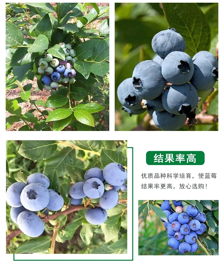 蓝莓苗果树特大庭院阳台盆栽地栽南方北方种植当年结果树果苗