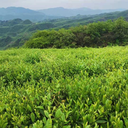 贵定县云雾茶 平均海拔1200以上高山云雾贡茶，量大上市，欢迎新老客户采购