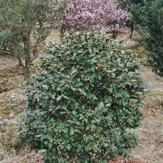 宁波 茶花–茶梅