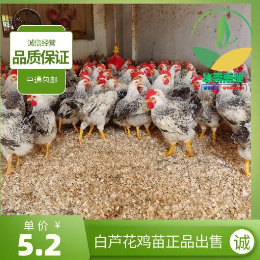 南宁 白芦花鸡苗 品质保证 诚信经营 包打疫苗 支持全国发货