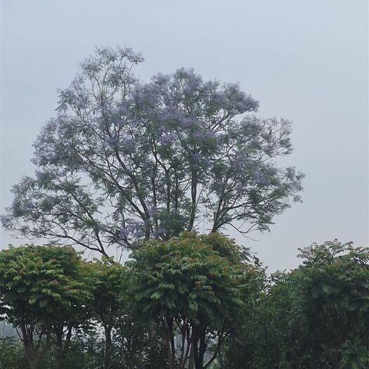 上林县蓝花楹 兰花盈
