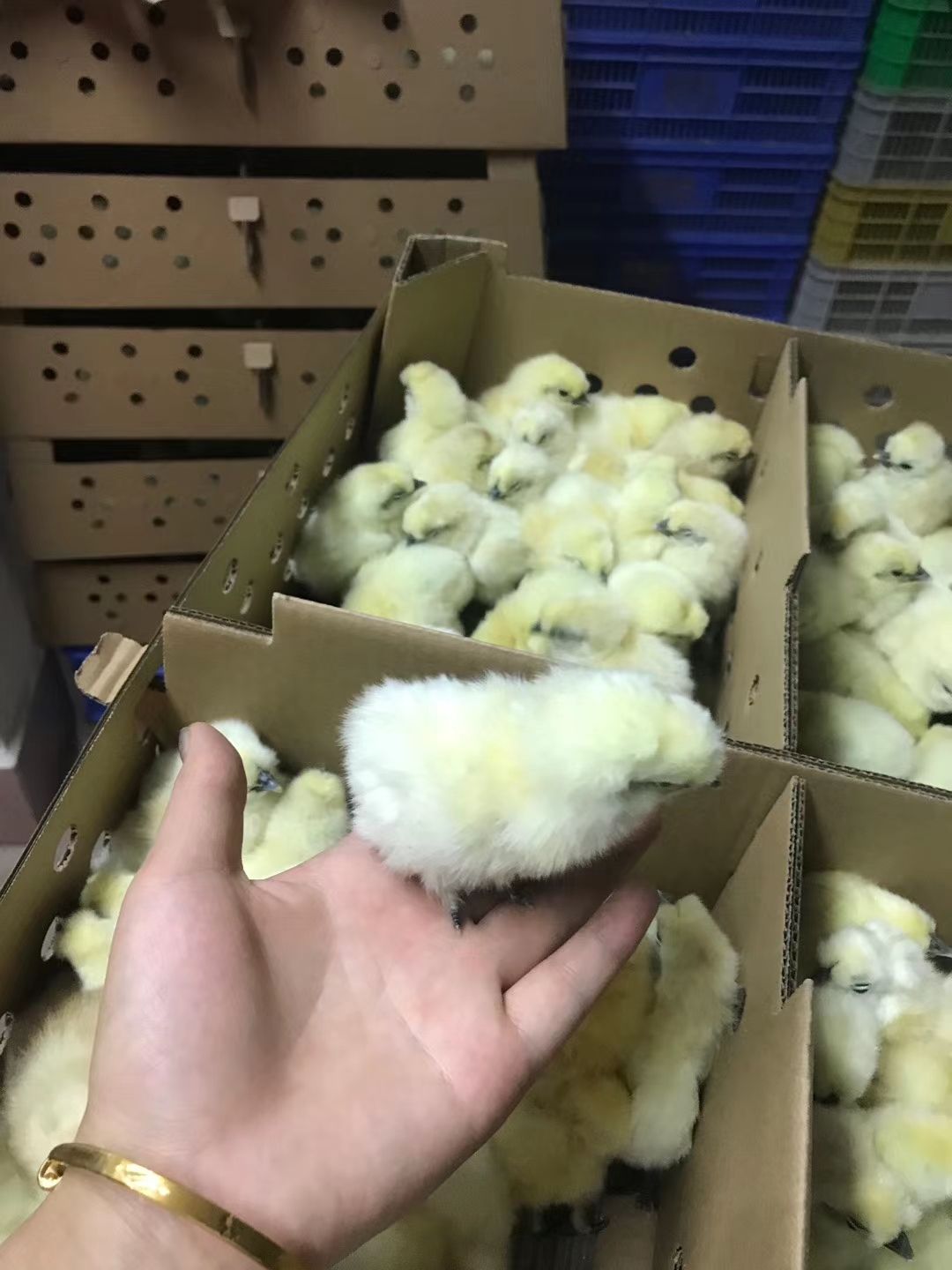 乌骨鸡苗  竹丝鸡苗-白凤乌鸡苗-白竹丝鸡苗-乌鸡