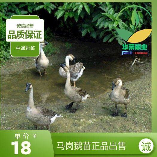 南宁马岗鹅苗 纯种马岗鹅  出壳打疫苗 厂家直销专业技术指导