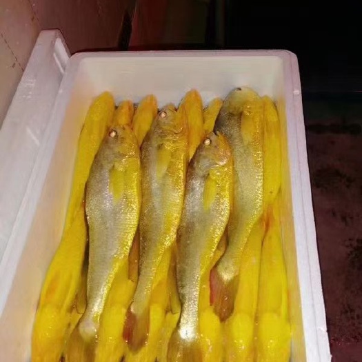 乐清市大黄鱼