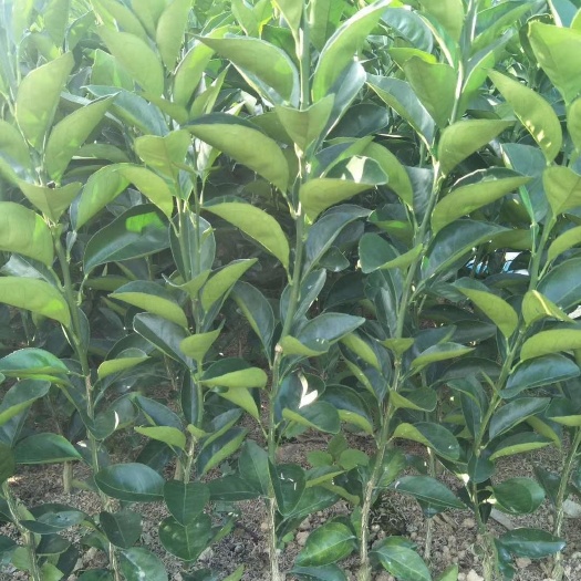 安远县赣南脐橙苗(纽荷尔)地苗
