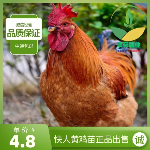 南宁快大黄鸡苗 大种鸡苗（成年公9斤母6）诚信经营，品质保证
