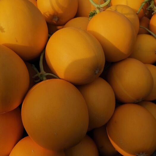 莘县冰糖子甜瓜 唐璐16个以上，清香多汁嘎嘎甜