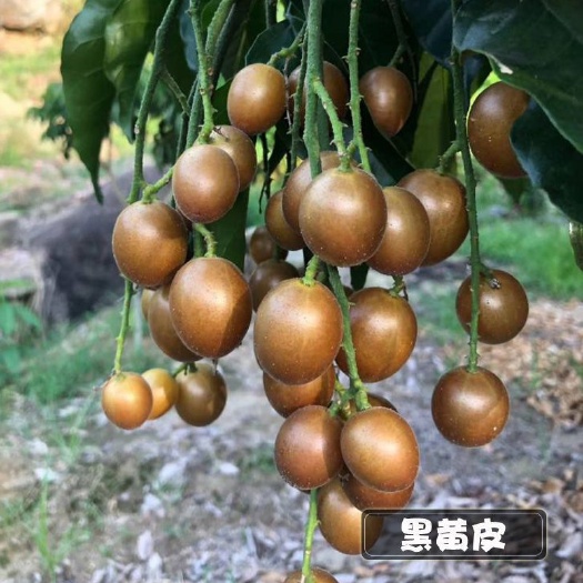 灵山县贵妃黄皮果苗  贵妃黄皮树苗黑黄皮苗嫁接果树苗当年结果鸡心南北方四季盆栽庭院