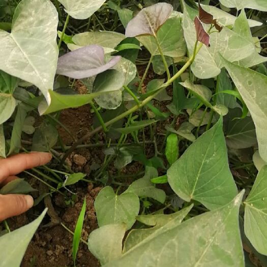 开封西瓜红红薯苗 红薯苗