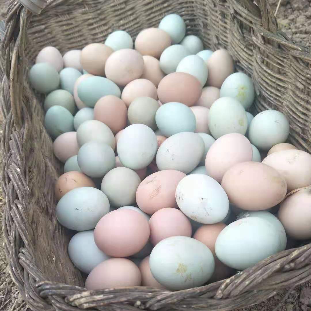 粉壳蛋礼县山地散养鸡优质土鸡蛋吃着放心的土鸡蛋