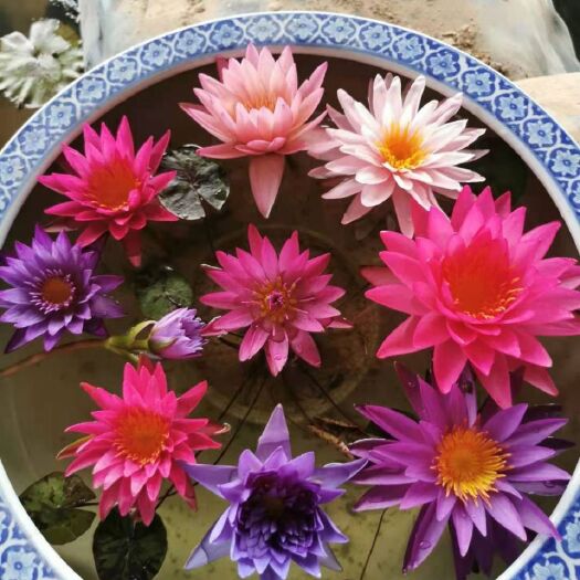 沭阳县睡莲  大根苗根块紫红