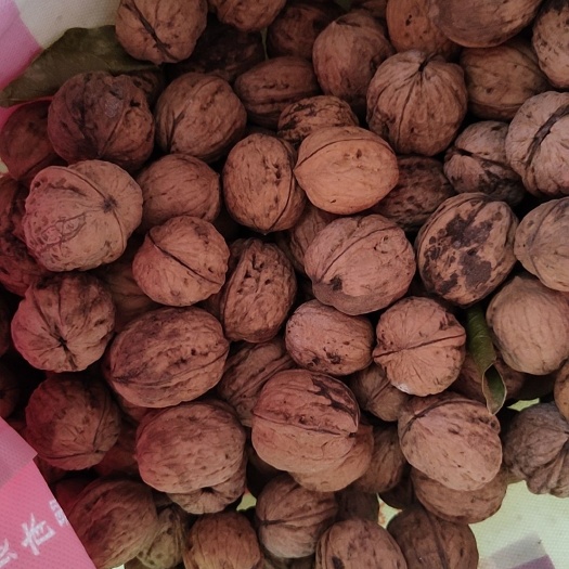 旬邑县山核桃 2020年产，陕西厚皮核桃