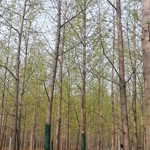 邳州市银杏树 万亩银杏处理、各种规格各种树形全面