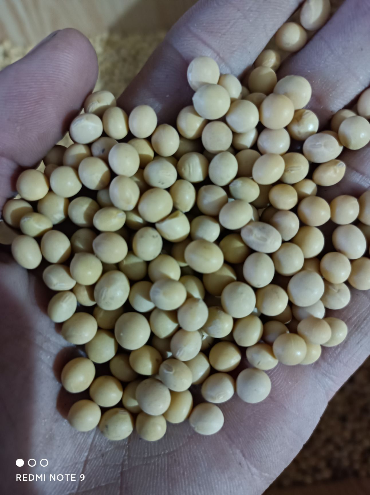 大豆  东北黄豆 豆浆黄豆 颗粒均匀 无霉粒 质量好 价格便