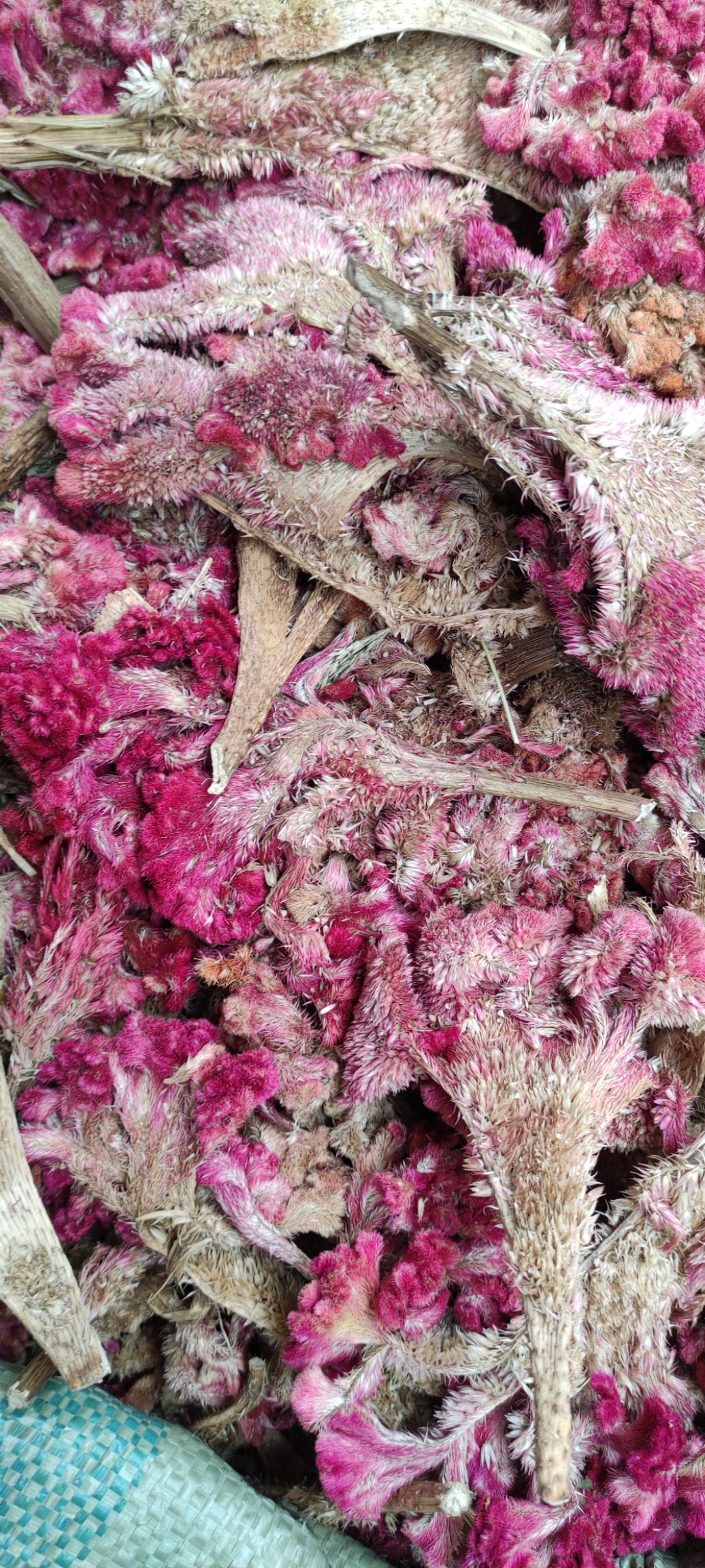 中药材鸡冠花  鸡冠花