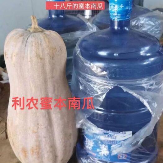 大果金蜜蜜本南瓜种子，粉味甜，产量高，肉厚，可出售散装