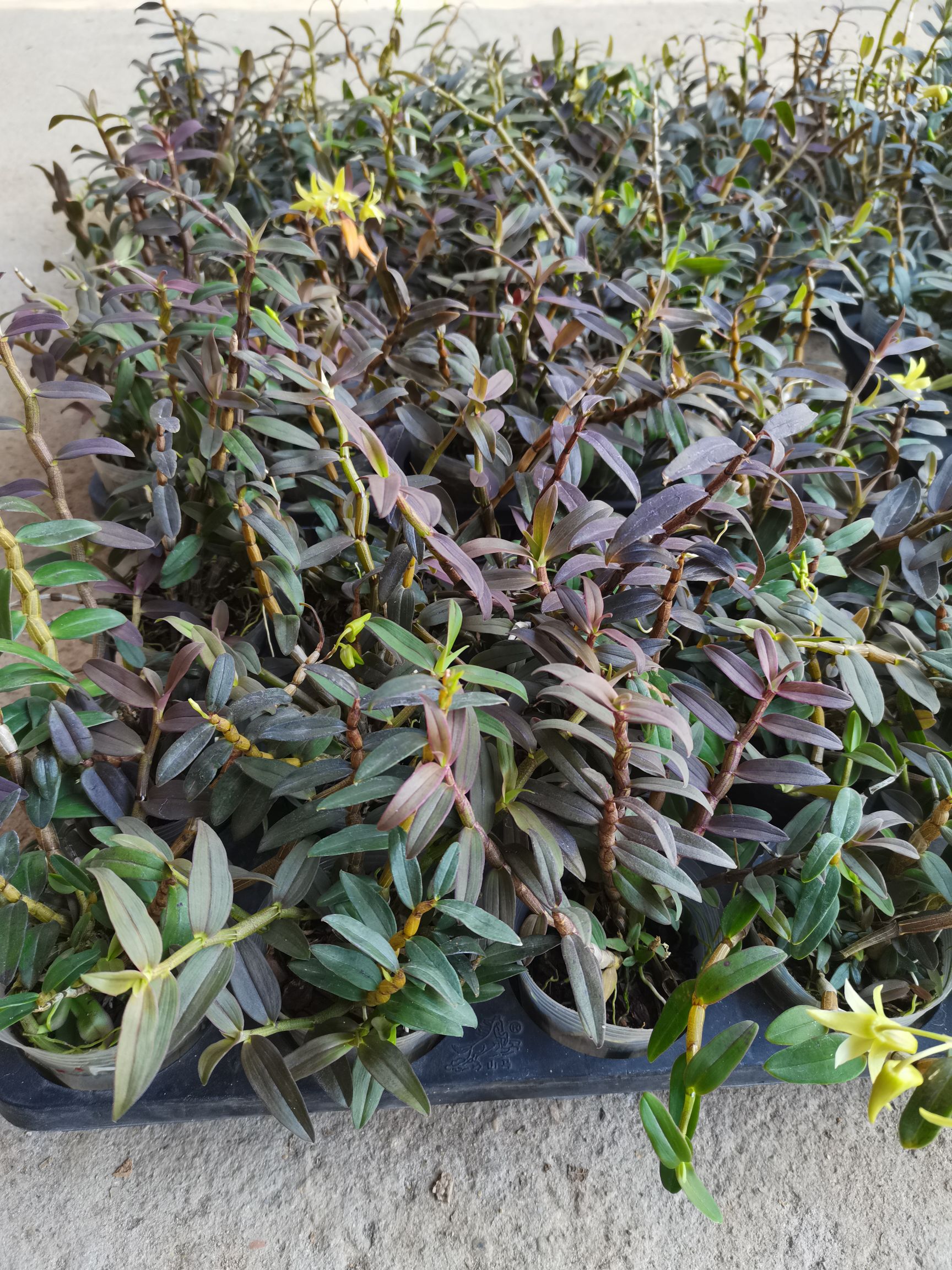 铁皮石斛盆栽  铁皮石斛小盆栽