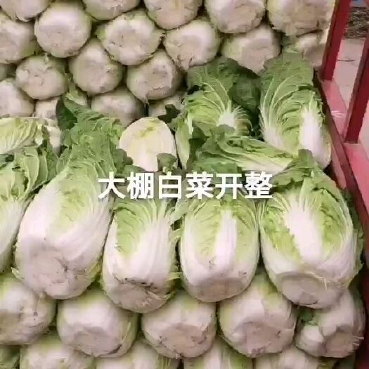 新野县黄心大白菜