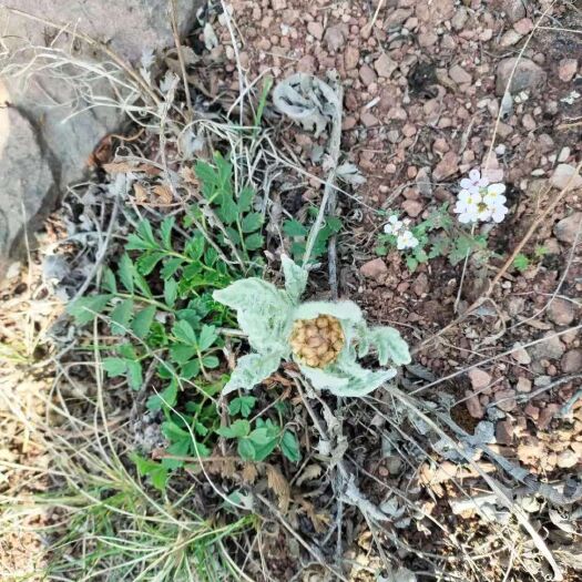 祁州漏芦  漏芦非种植 现挖 和尚头 深山无污染 大脑袋花