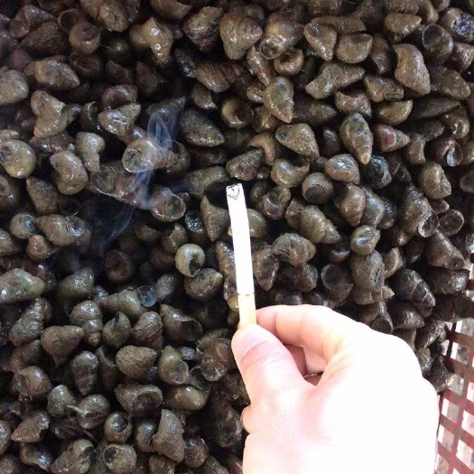 罗定市石螺  农家淡水螺。话不多说。看图，看规格1.5打起的含炮头
