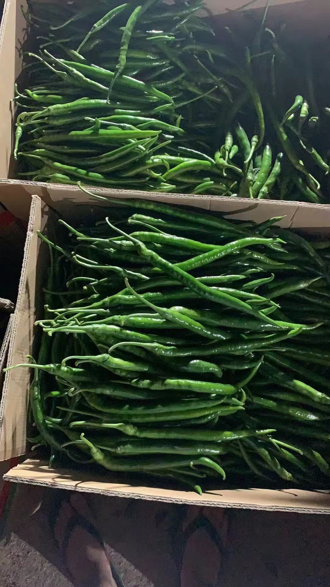 线椒青红线椒三号硬皮线椒八号软皮线椒