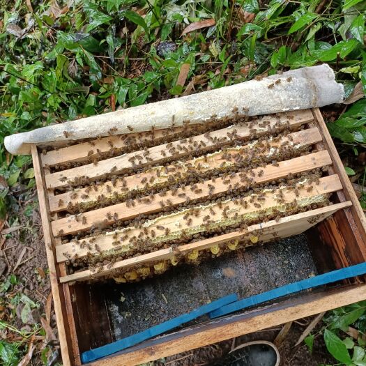 重庆市中华蜜蜂  本地中蜂，蜂种，优质蜂王，常年出售。