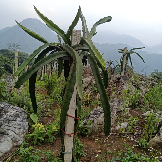 麻栗坡县 因土地征收，现大量出售优质火龙果苗（新品种红心火龙果苗）